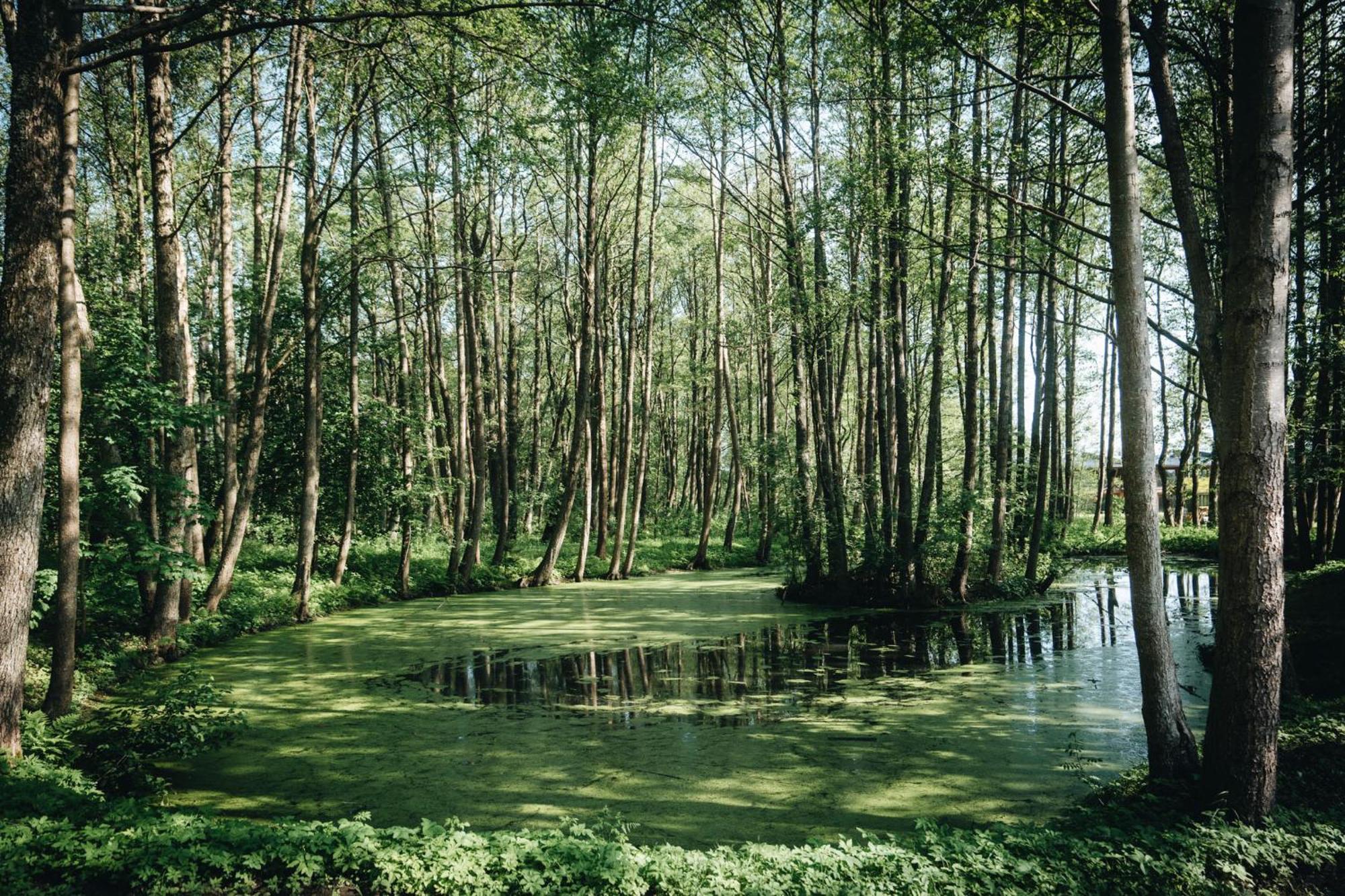 Nemirseta Forest Apartments パランガ エクステリア 写真